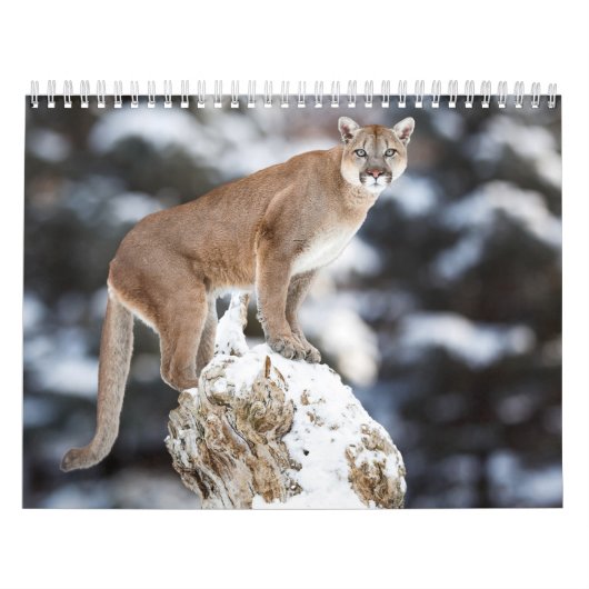 Calendrier Puma Calendar Cougar  (Protection)
