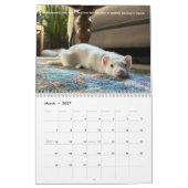 Calendrier r/ferrets Calendar 4th Edition (2026) (Mar 2027)