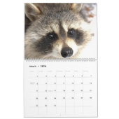 Calendrier Raccoons 2022 de Wild Blue Yonder Raccoon Secourt (Mar 2026)