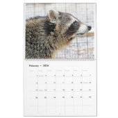 Calendrier Raccoons 2022 de Wild Blue Yonder Raccoon Secourt (Feb 2026)