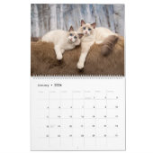 Calendrier Ragdoll Kitten (Jan 2026)