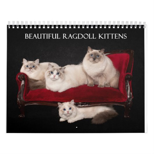 Calendrier Ragdoll Kittens (Protection)
