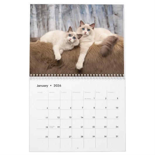 Calendrier Ragdoll Kittens (Jan 2026)