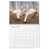 Calendrier Ragdoll Kittens (Jan 2027)