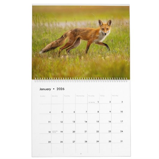 Calendrier Red Fox 2025 (Jan 2026)