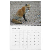Calendrier Red Fox rencontre la photographie de Fox (Jan 2026)