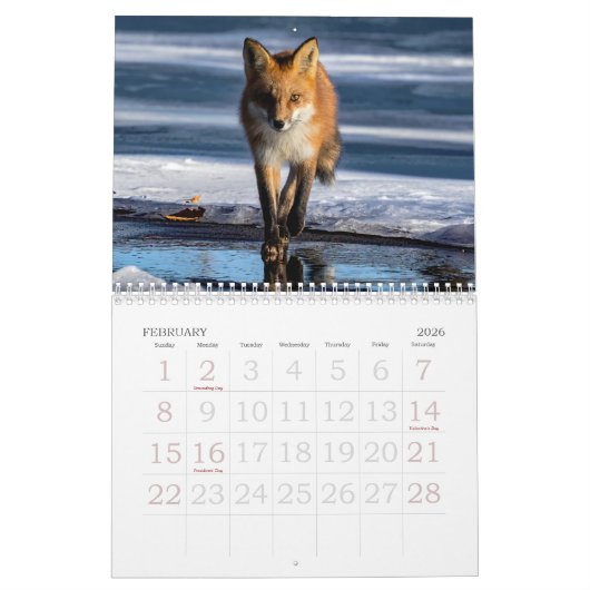 Calendrier Red Foxes Calendar (Feb 2026)