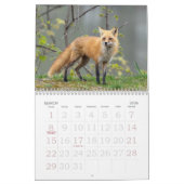 Calendrier Red Foxes Calendar (Mar 2026)
