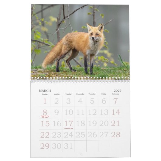 Calendrier Red Foxes Calendar (Mar 2026)