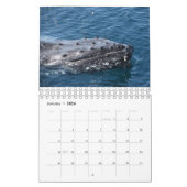 CALENDRIER REINE DE LA BALEINE HUMPBACÉE AUSTRALIE (Jan 2026)