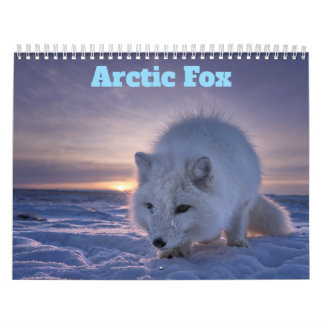 Calendrier Renard Arctique 2027
