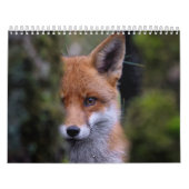 Calendrier Renard, Calendar Fox, Forest Forêt (Protection)