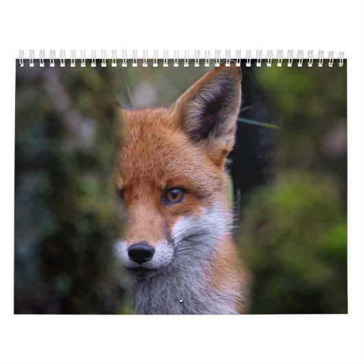 Calendrier Renard, Calendar Fox, Forest Forêt (Protection)