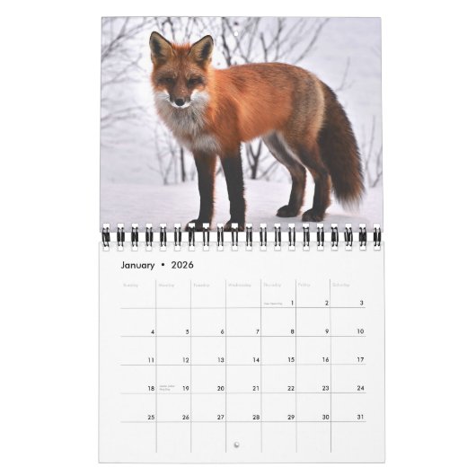 Calendrier Renard Renards Dans La Photographie De La Nature (Jan 2026)