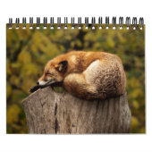 Calendrier Renard Renards Dans La Photographie De La Nature (Protection)