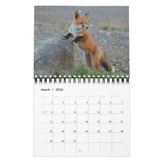 Calendrier Renard Renards Dans La Photographie De La Nature (Mar 2026)