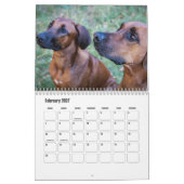 Calendrier Rhodesian Ridgeback (Feb 2027)