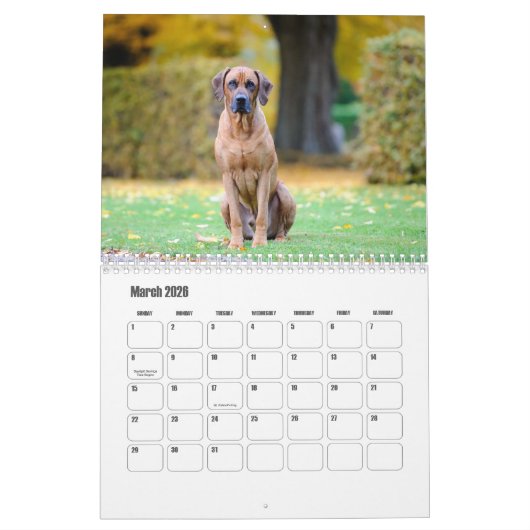 Calendrier Rhodesian Ridgeback (Mar 2026)