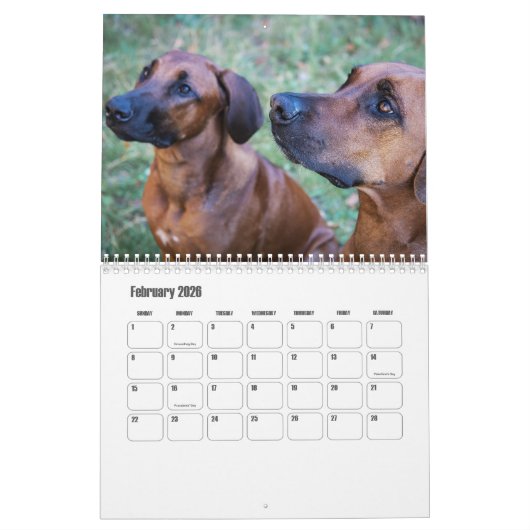 Calendrier Rhodesian Ridgeback (Feb 2026)