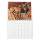 Calendrier Rhodesian Ridgeback 2020 (Feb 2027)
