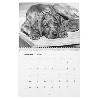 Calendrier Rhodesian Ridgeback - Liondog - 15 mois