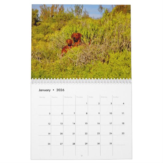 Calendrier Rhodesian Ridgeback - Liondog - 15 mois (Jan 2026)