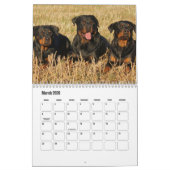 Calendrier Rottweiler (Mar 2026)
