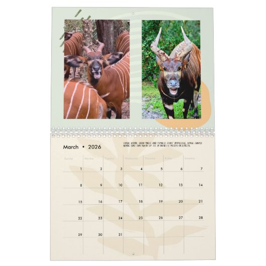 Calendrier RSCF Bongo Bloopers 2024! (Mar 2026)