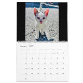 Calendrier RSD dans le monde | Chats des Balkans (Jan 2027)