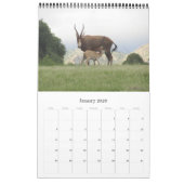 Calendrier safari antilope africaine 2025 (Jan 2026)