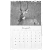 Calendrier safari noir & blanc (Feb 2027)