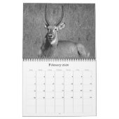 Calendrier safari noir & blanc 2025 (Feb 2026)