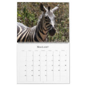 Calendrier safari zèbre 2025 grand (Mar 2027)