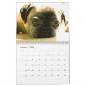 Calendrier sauvage de chien de Curiography (Jan 2026)