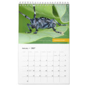 Calendrier Scarabées (Jan 2027)