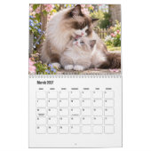 Calendrier Scénique Chats & Chatons (Mar 2027)