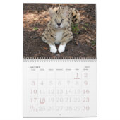 Calendrier serval 017, Serval (Jan 2027)