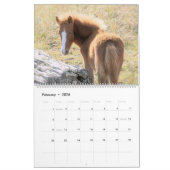 Calendrier Shackleford Banks Poney (Feb 2026)