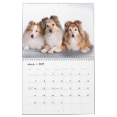 Calendrier Shetland Sheepdog 2025 (Mar 2027)