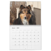Calendrier Shetland Sheepdog 2025 (Mar 2027)