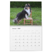 Calendrier Shetland Sheepdog 2025 (Jan 2027)