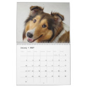 Calendrier Shetland Sheepdog 2025 (Jan 2027)