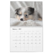 Calendrier Shetland Sheepdog 2025 (Feb 2027)