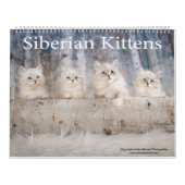 Calendrier Siberian Kittens Calendar (Protection)