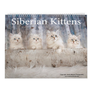 Calendrier Sibérien des chatons