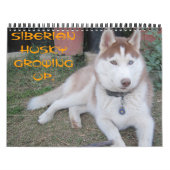Calendrier Sibérien husky grandissant (Protection)