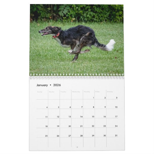 Calendrier Silken Windhounds 2021 en action (Jan 2026)