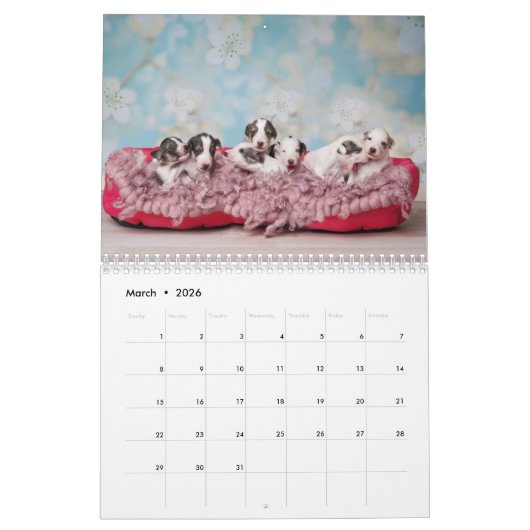 Calendrier Silken Windhounds par Vicky Groebl Puppies 1-2 (Mar 2026)