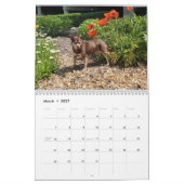 Calendrier Simply Dogs calendar (Mar 2027)