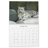 Calendrier SnowLeopardM002, léopard de neige (Jan 2026)